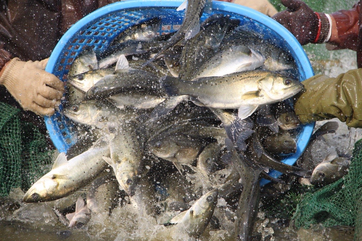 Aquaculture Fish Farm - From Farm to Table
