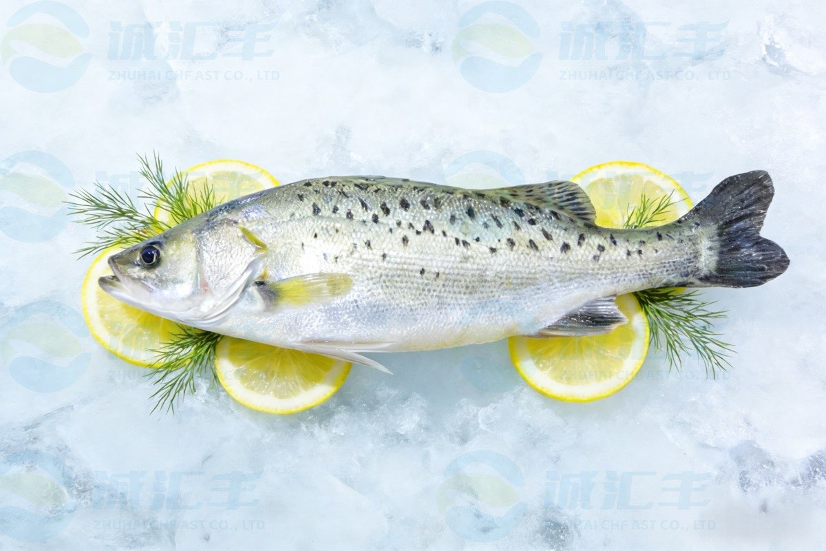 Fresh Sea Bass - Premium Quality Seafood