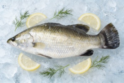 Barramundi