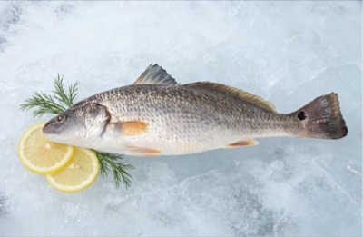 Red Drum