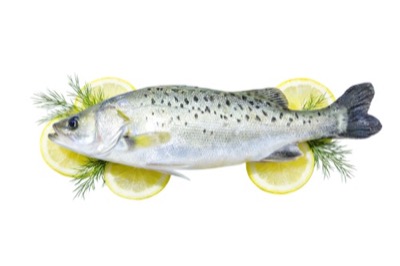 Sea Bass