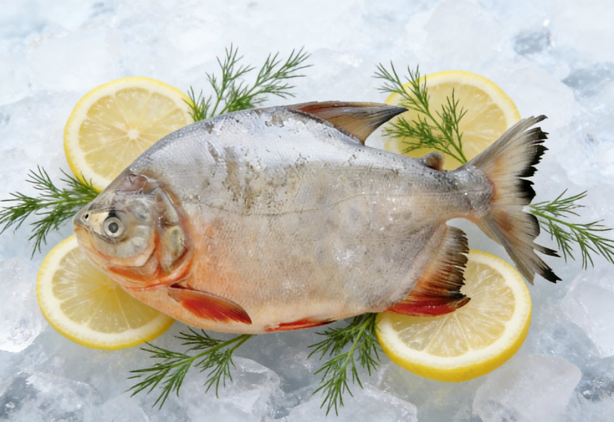 Red Pompano
