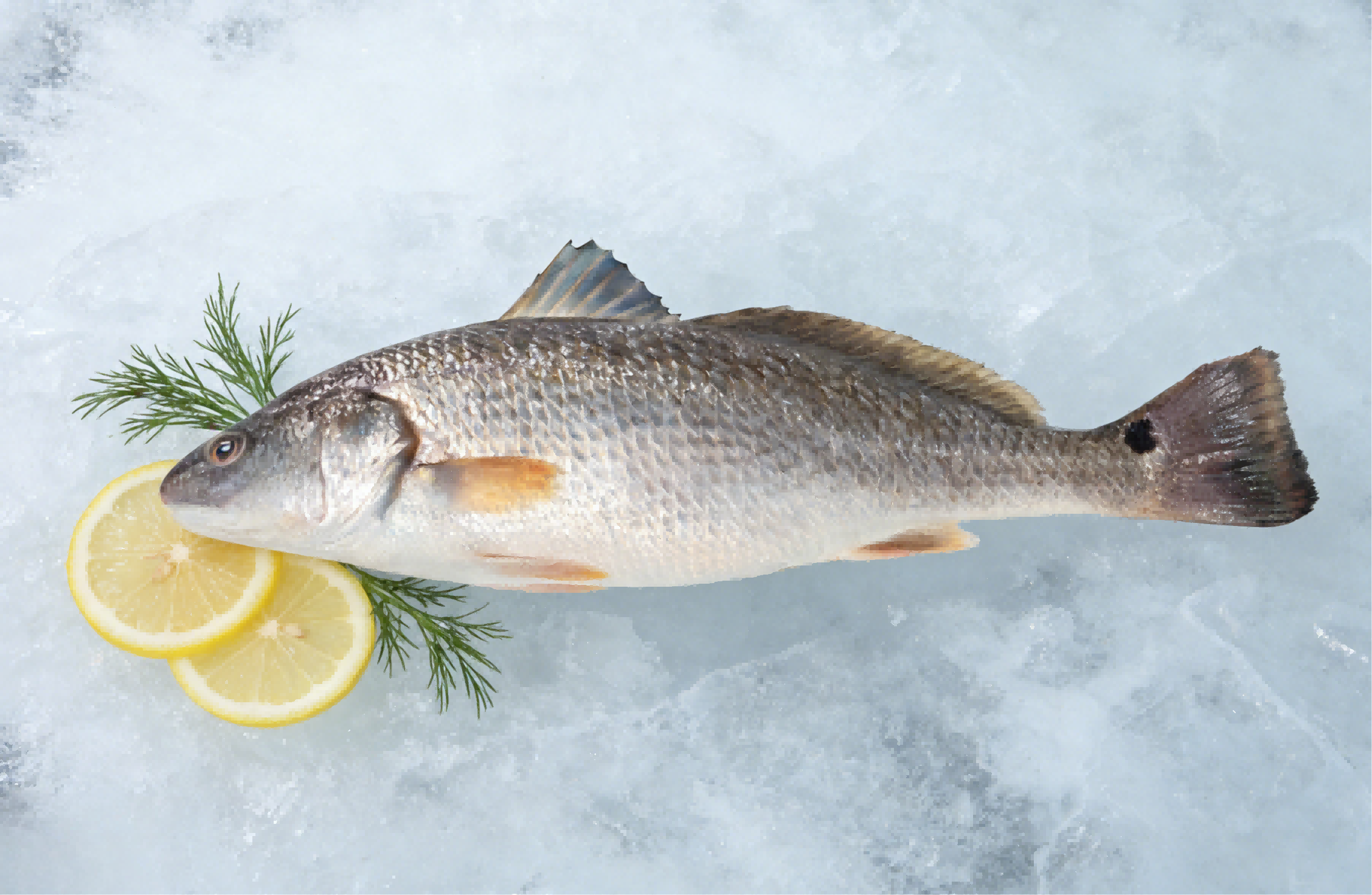 Red Drum