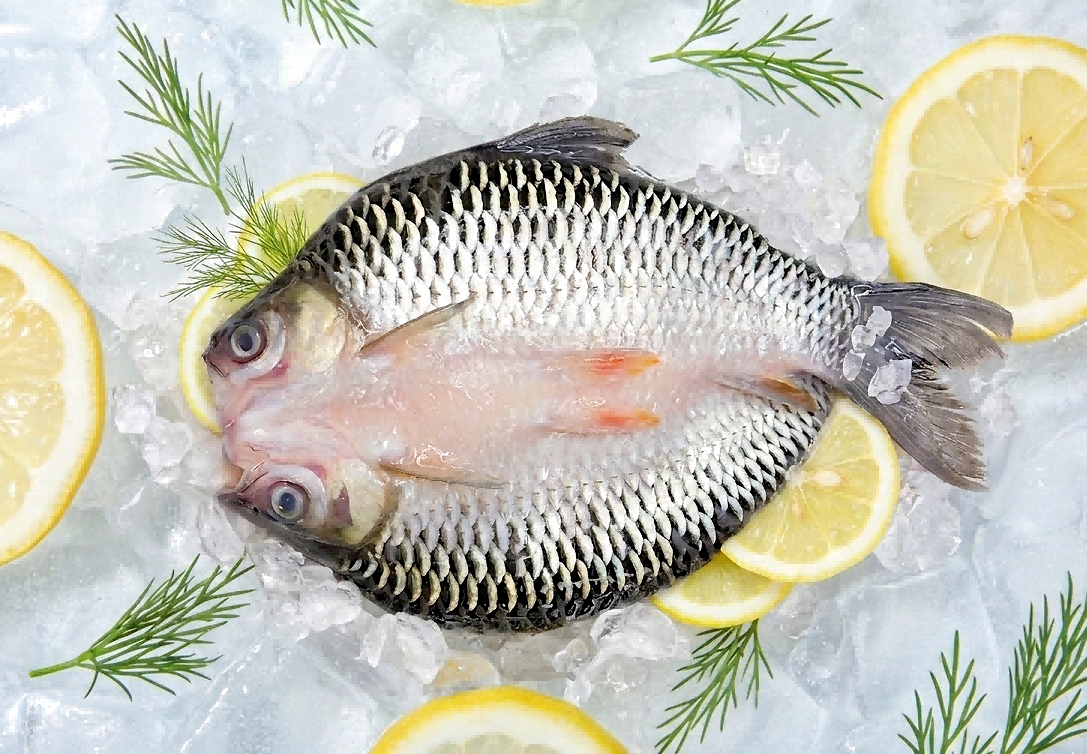 Sultan Fish
