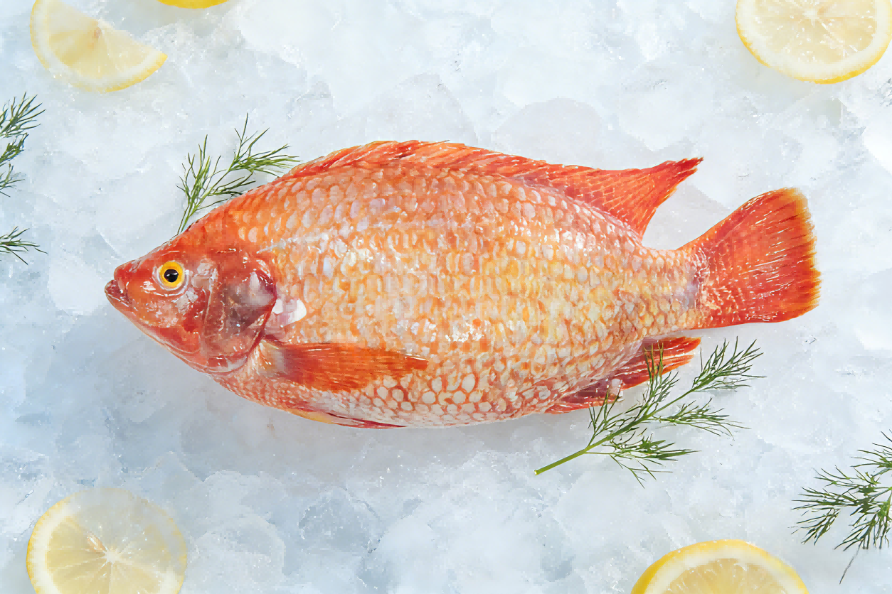 Red Tilapia