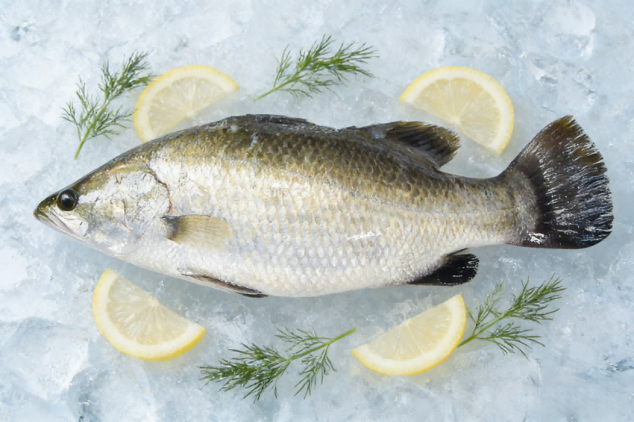 Barramundi